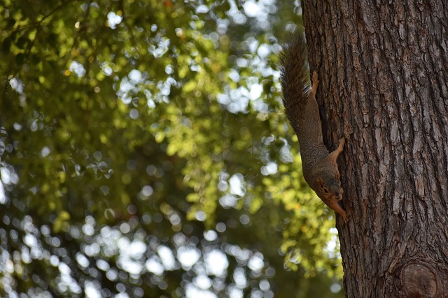 可能导致发 可能导致发