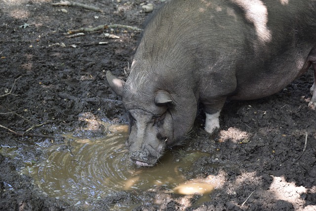 汤普森等二 汤普森等二